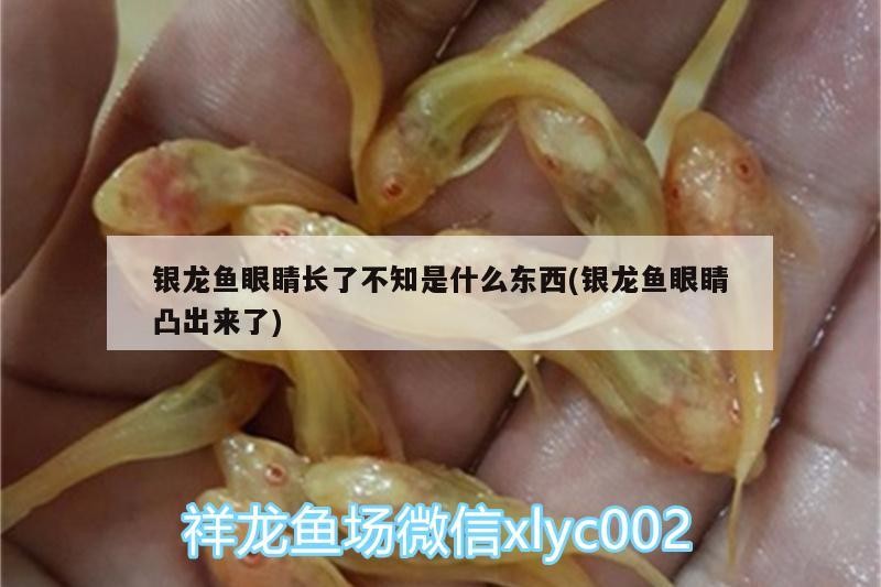 銀龍魚眼睛長了不知是什么東西(銀龍魚眼睛凸出來了)
