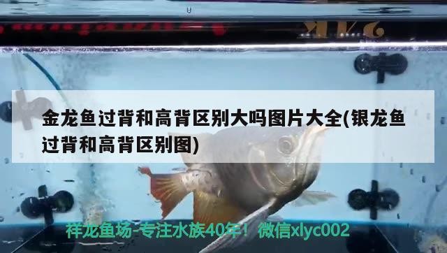 豬鼻龜能和龍魚混養嗎圖片(豬鼻龜能和龍魚混養嗎圖片欣賞)