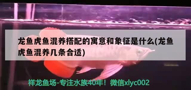 龍魚虎魚混養搭配的寓意和象征是什么(龍魚虎魚混養幾條合適) 龍魚虎魚混養搭配的寓意和象征是什么(龍魚虎魚混養幾條合適) 虎魚百科