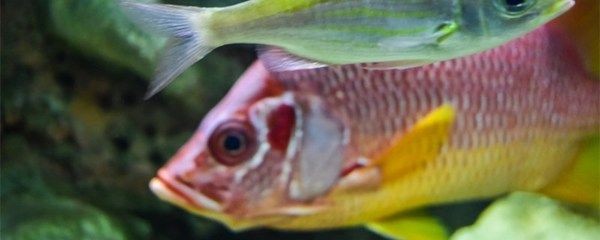 徹底清洗魚缸水垢的方法有哪些：如何清洗魚缸水垢？