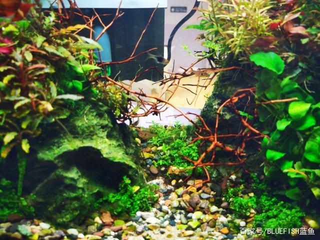 傳統魚缸造景：為玻璃后面是在熱帶魚？