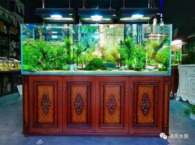 傳統魚缸造景：為玻璃后面是在熱帶魚？