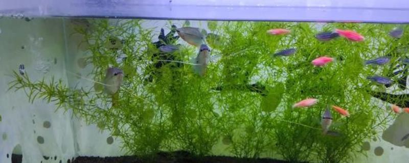 太原市萬柏林區(qū)華頓水族魚缸經(jīng)銷部（太原最大的魚缸市場）