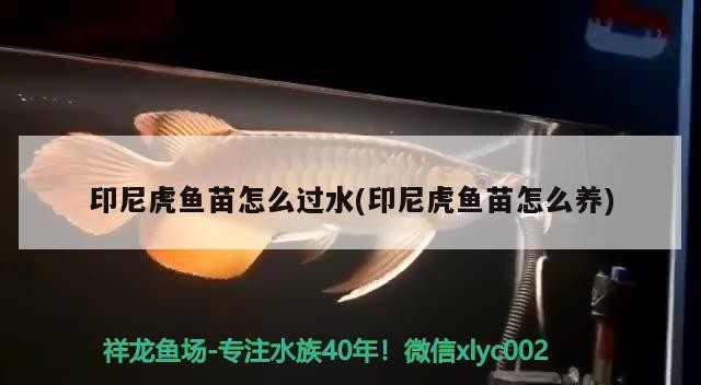印尼虎魚苗怎么過(guò)水(印尼虎魚苗怎么養(yǎng))