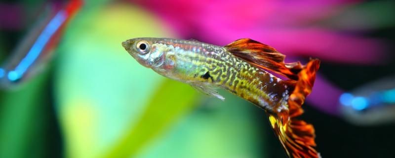 孔雀魚(yú)可以幾天不喂食喂什么食物