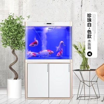 大魚缸養錦鯉用硝化菌嗎：養錦鯉需要培養硝化細菌嗎？