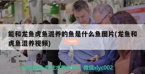 能和龍魚虎魚混養的魚是什么魚圖片(龍魚和虎魚混養視頻)