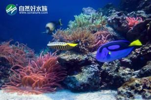 慈溪哪里有賣魚缸的市場啊：慈溪市內幾個可能有賣魚缸的市場