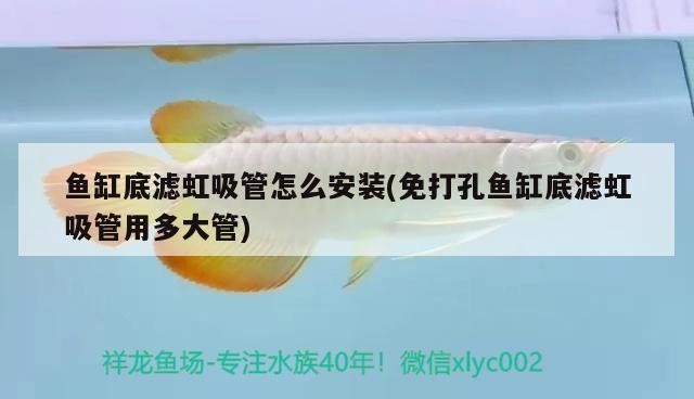 魚缸底濾虹吸管怎么安裝(免打孔魚缸底濾虹吸管用多大管)
