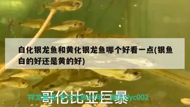 白化銀龍魚和黃化銀龍魚哪個(gè)好看一點(diǎn)(銀魚白的好還是黃的好)