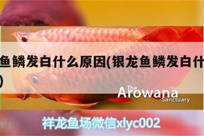 銀龍魚鱗發白什么原因(銀龍魚鱗發白什么原因呢)