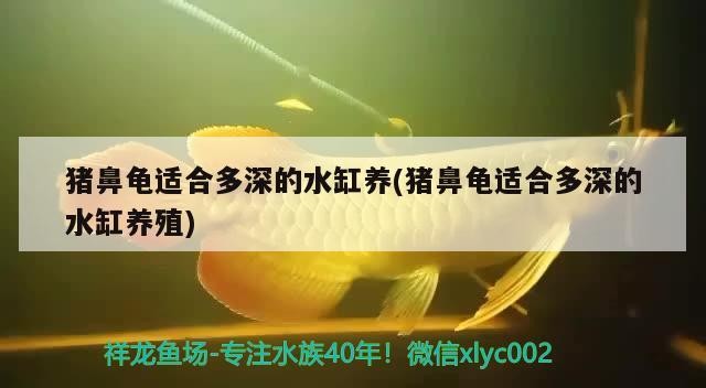 豬鼻龜適合多深的水缸養(豬鼻龜適合多深的水缸養殖)