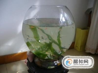 大魚缸每次換水直接換自來水可以嗎：大魚缸每次換水不應該直接使用自來水，換水注意事項