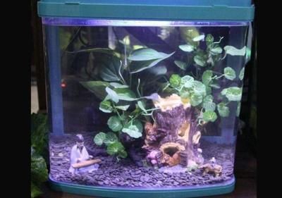 大魚缸每次換水直接換自來水可以嗎：大魚缸每次換水不應該直接使用自來水，換水注意事項