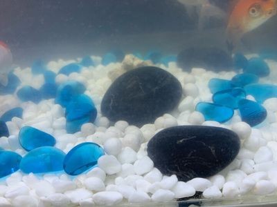 大魚缸每次換水直接換自來水可以嗎：大魚缸每次換水不應該直接使用自來水，換水注意事項