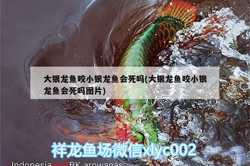 大銀龍魚咬小銀龍魚會死嗎(大銀龍魚咬小銀龍魚會死嗎圖片)