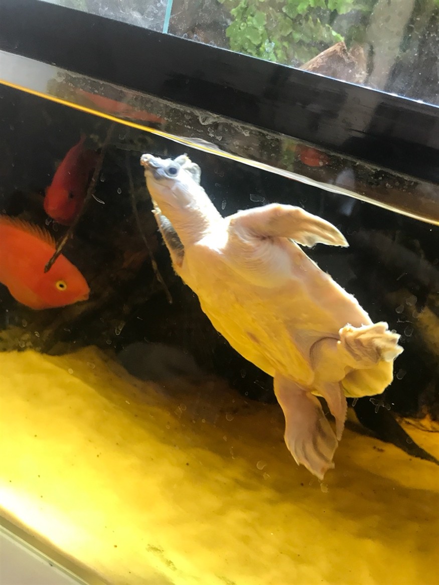 豬鼻龜起皮