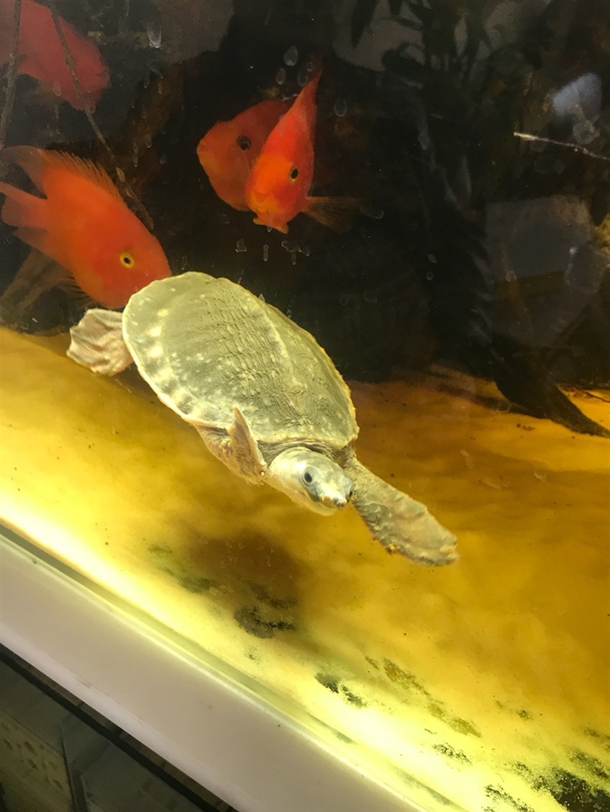 豬鼻龜起皮