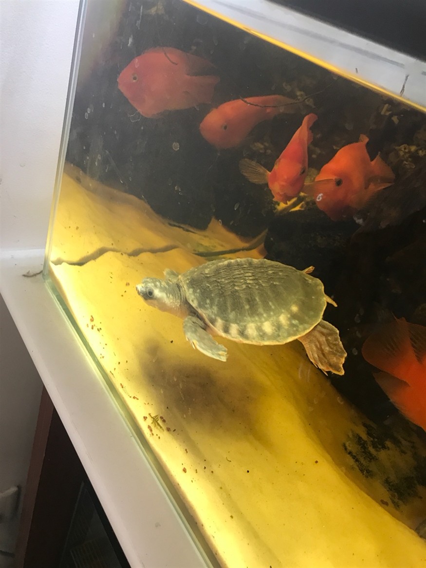 豬鼻龜起皮