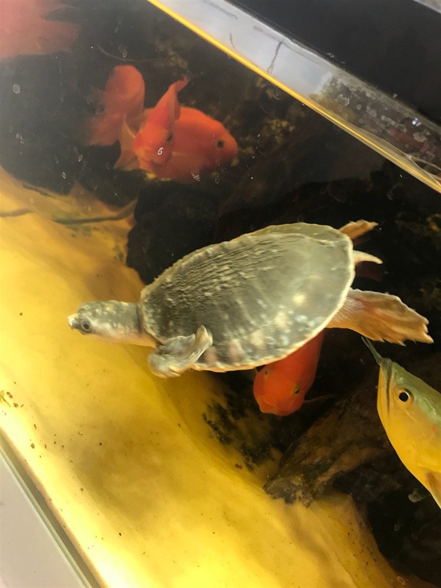 豬鼻龜起皮