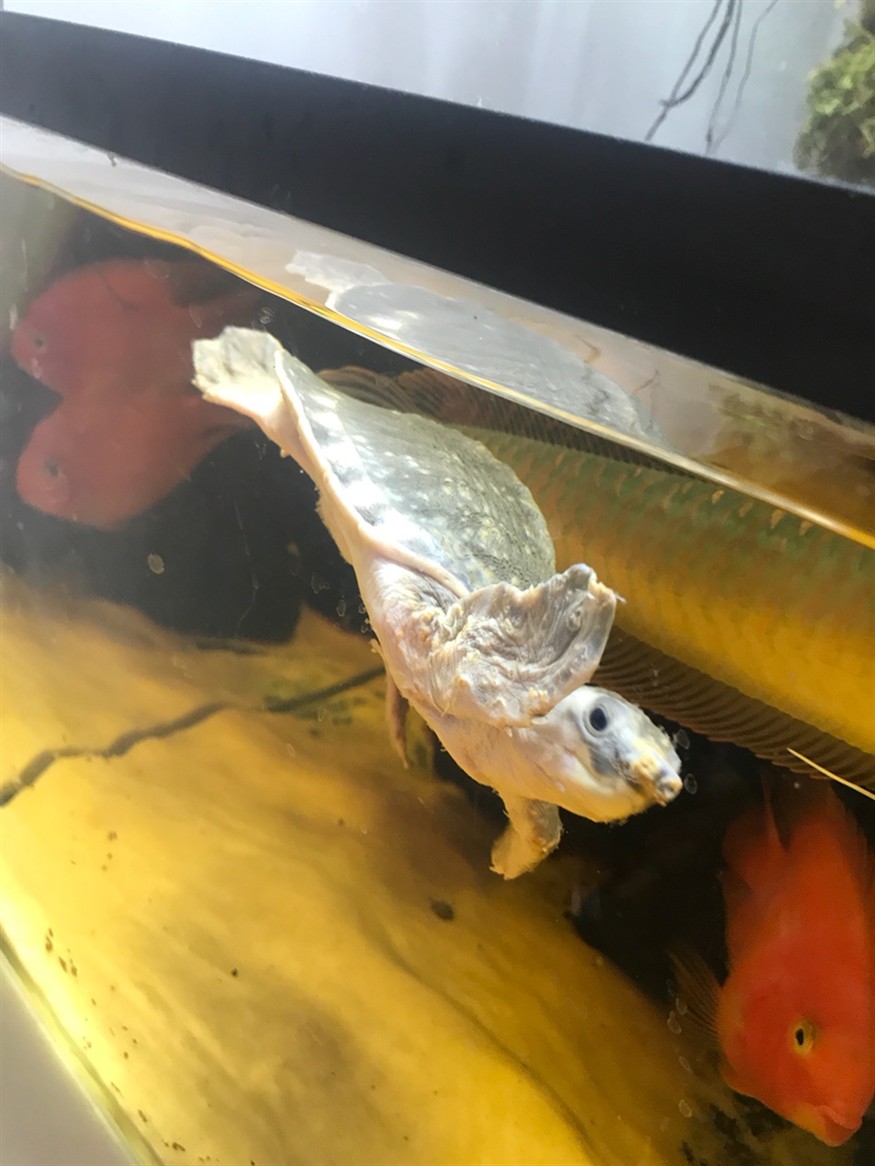 豬鼻龜起皮