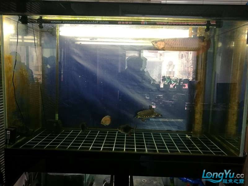遼寧大連清缸上岸出金龍豬鼻龜1600900730魚缸送全套設(shè)備