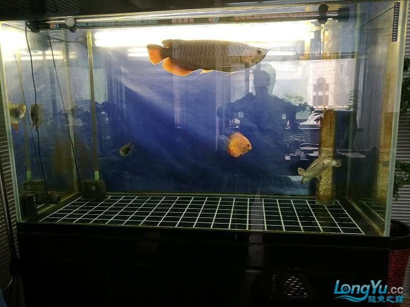 遼寧大連清缸上岸出金龍豬鼻龜1600900730魚缸送全套設(shè)備