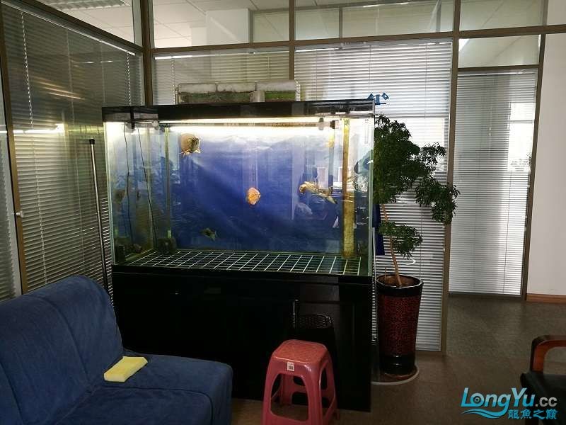遼寧大連清缸上岸出金龍豬鼻龜1600900730魚缸送全套設(shè)備