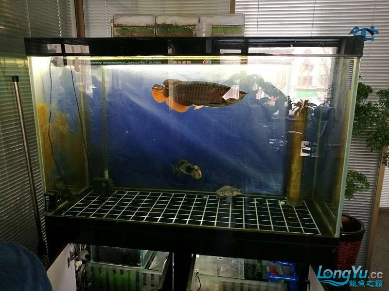 遼寧大連清缸上岸出金龍豬鼻龜1600900730魚缸送全套設備