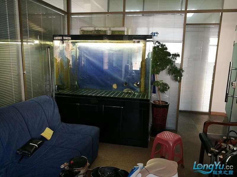 遼寧大連清缸上岸出金龍豬鼻龜1600900730魚缸送全套設備