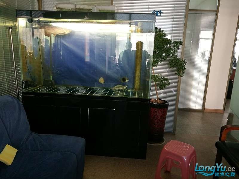 遼寧大連清缸上岸出金龍豬鼻龜1600900730魚缸送全套設備