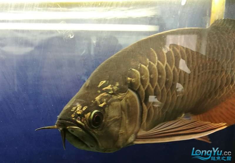 遼寧大連清缸上岸出金龍豬鼻龜1600900730魚缸送全套設備