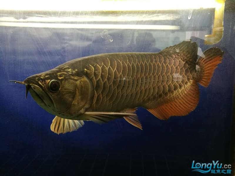 遼寧大連清缸上岸出金龍豬鼻龜1600900730魚缸送全套設備