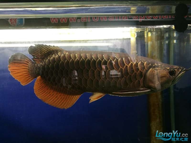 遼寧大連清缸上岸出金龍豬鼻龜1600900730魚缸送全套設備