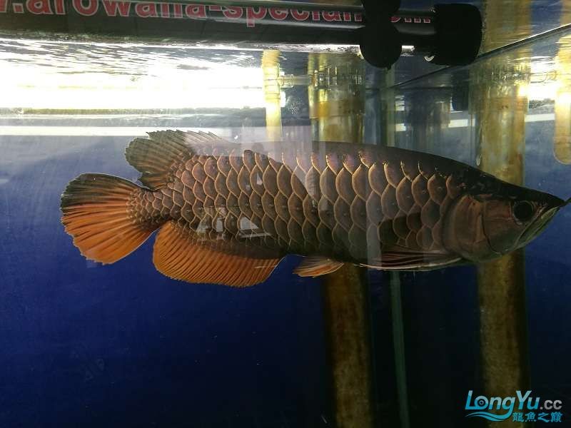 遼寧大連清缸上岸出金龍豬鼻龜1600900730魚缸送全套設備