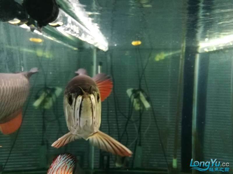 遼寧大連清缸上岸出金龍豬鼻龜1600900730魚缸送全套設備