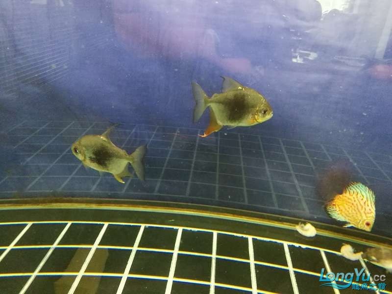 遼寧大連清缸上岸出金龍豬鼻龜1600900730魚缸送全套設備