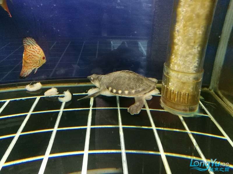 遼寧大連清缸上岸出金龍豬鼻龜1600900730魚缸送全套設備
