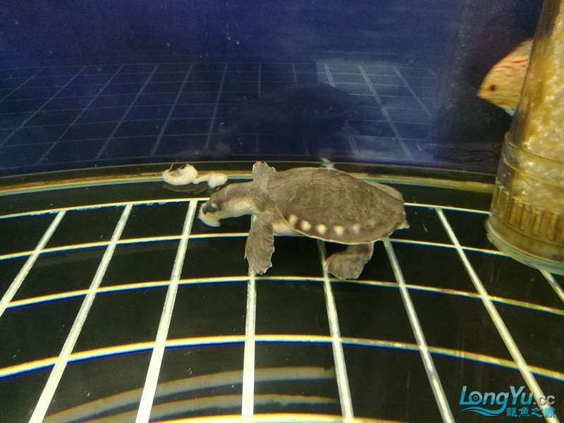 遼寧大連清缸上岸出金龍豬鼻龜1600900730魚缸送全套設備