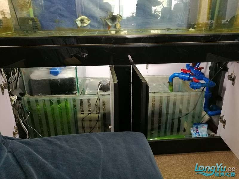 遼寧大連清缸上岸出金龍豬鼻龜1600900730魚缸送全套設備