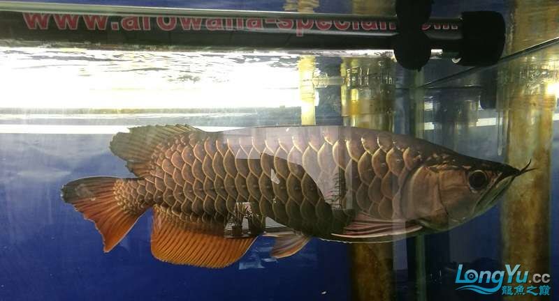 遼寧大連清缸上岸出金龍豬鼻龜1600900730魚缸送全套設備