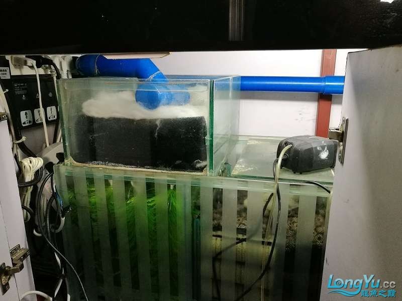 遼寧大連清缸上岸出金龍豬鼻龜1600900730魚缸送全套設備