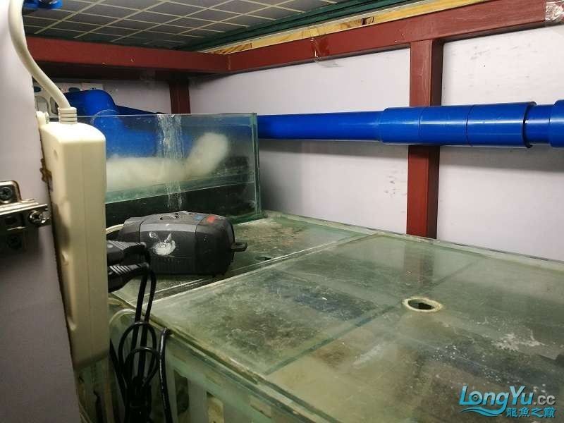 遼寧大連清缸上岸出金龍豬鼻龜1600900730魚缸送全套設備
