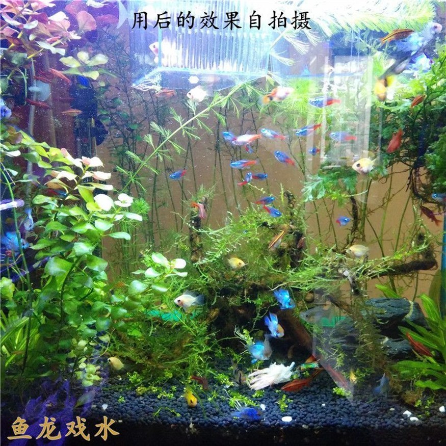 觀賞魚龍 龍魚百科 第1張 觀賞魚龍 觀賞魚龍 龍魚百科 第1張