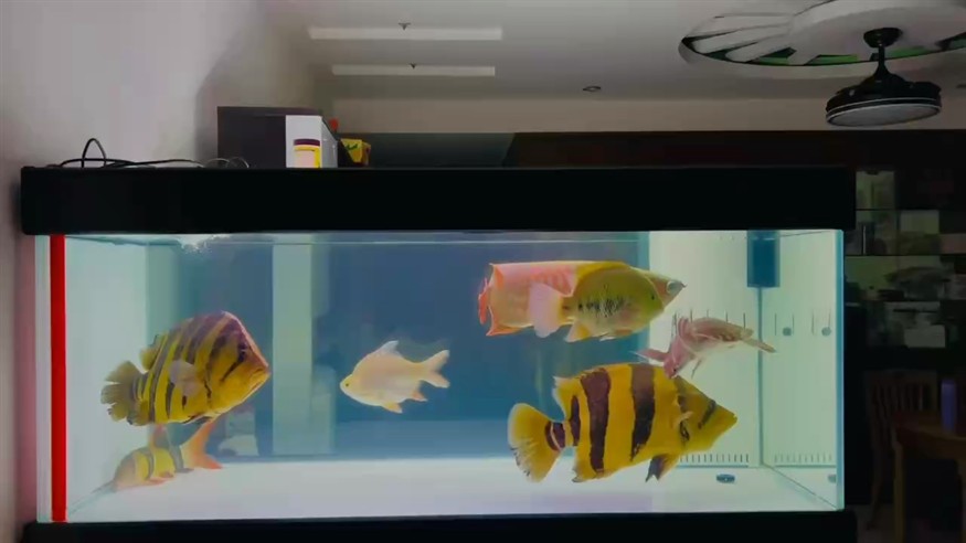 大金龍完成使命！