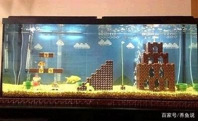 比較好養(yǎng)的魚缸觀賞魚有哪些：觀賞魚的養(yǎng)護需求低的養(yǎng)護需求