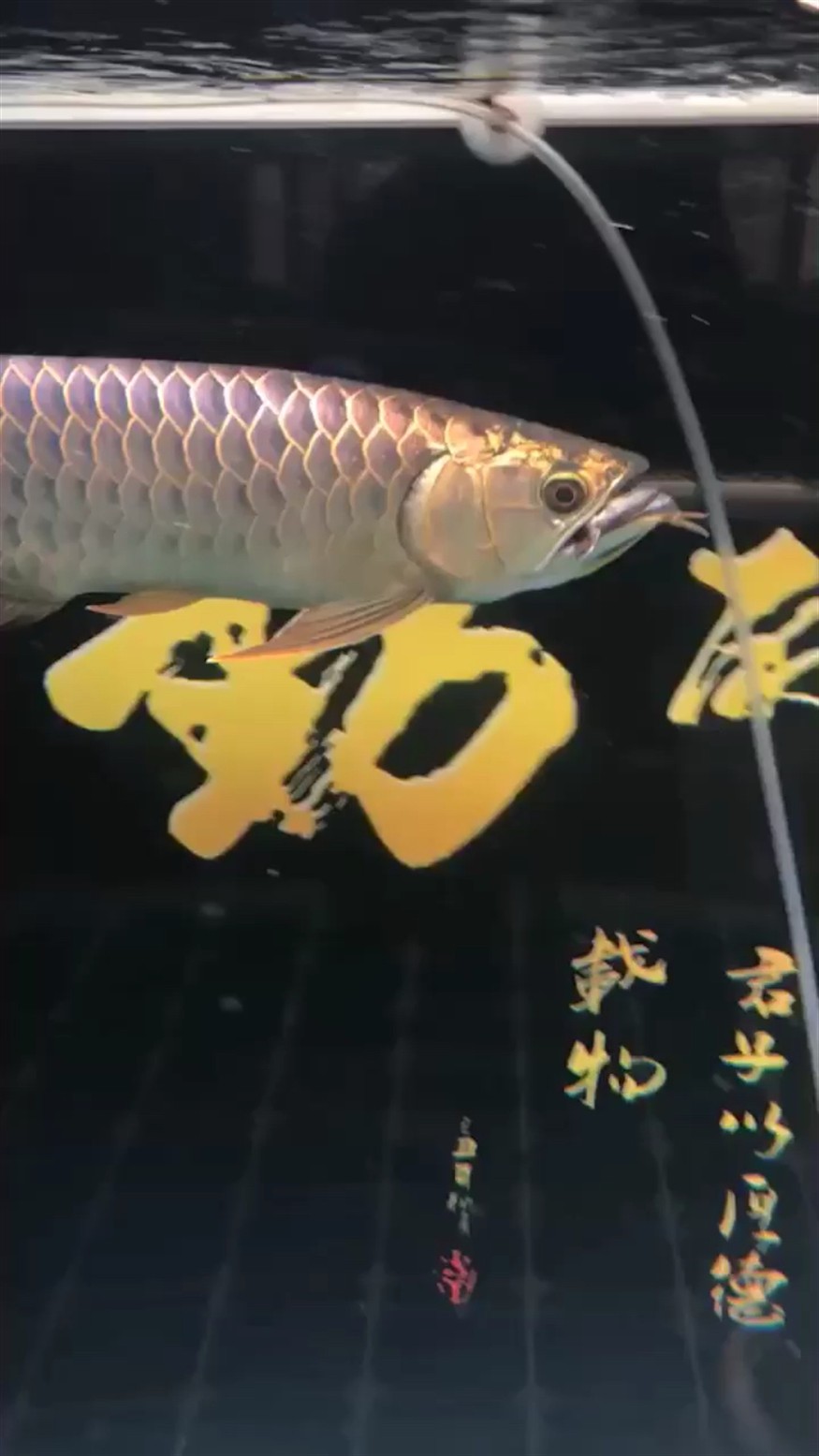 金龍魚吞噬小虎魚 金龍魚吞噬小虎魚 虎魚百科 第2張