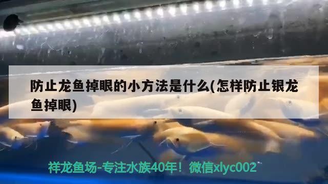 防止龍魚掉眼的小方法是什么(怎樣防止銀龍魚掉眼)