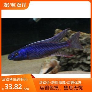 慈鯛魚可以長多大的魚缸
