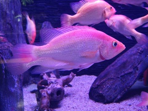 慈鯛魚可以長多大的魚缸